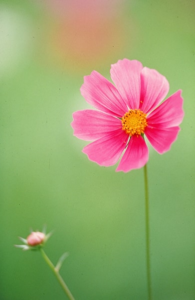 ノーマルスキャン