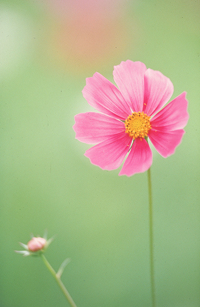 ノーマルスキャン