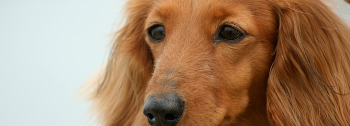 デジカメ｜スマホプリント印刷｜dog