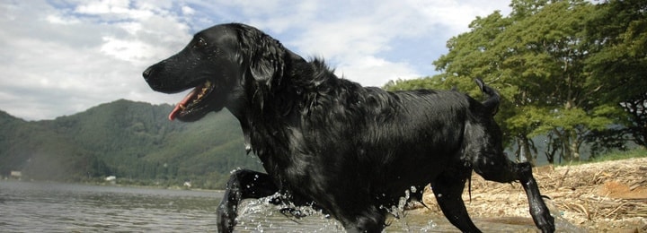 デジカメ｜スマホプリント印刷｜海と犬